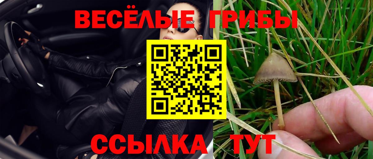 Галлюциногенные грибы Psilocybine cubensis Углич